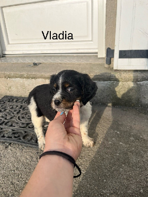 Vladia 