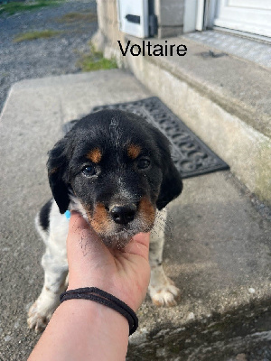 Voltaire 