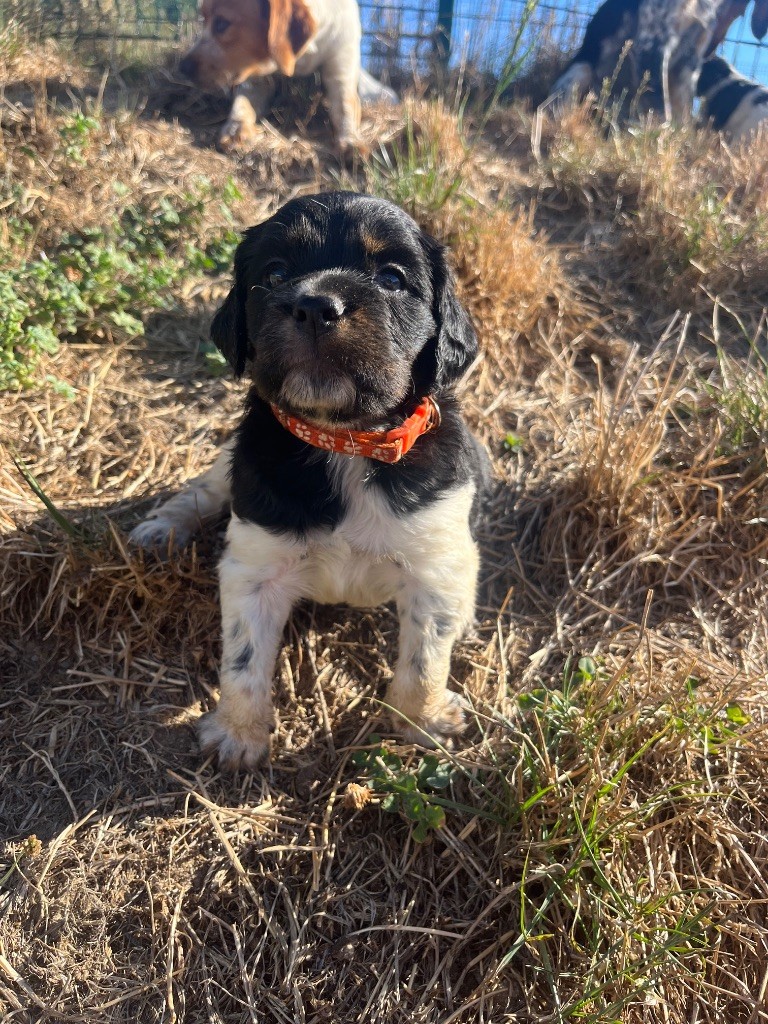 De L'Epopée De Kaa - Chiots disponibles - Epagneul Breton