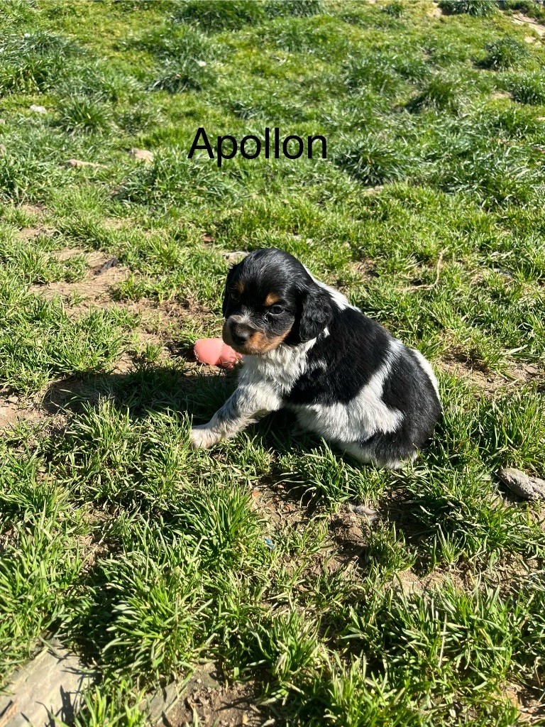 De L'Epopée De Kaa - Chiots disponibles - Epagneul Breton