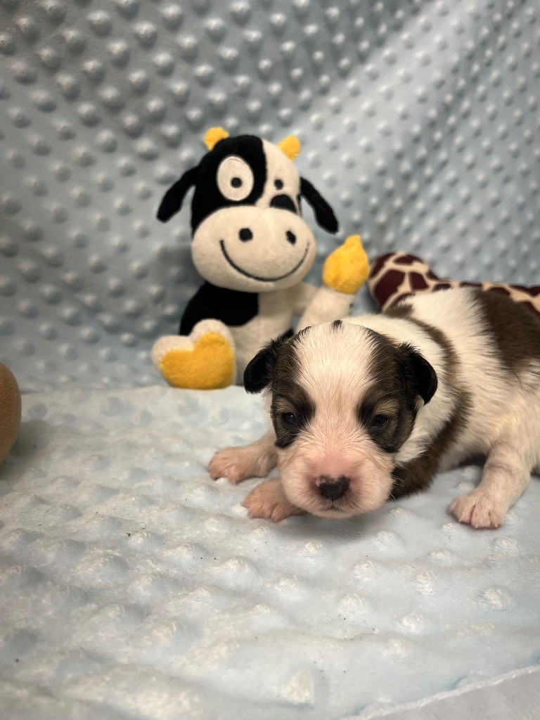 De L'Epopée De Kaa - Chiots disponibles - Epagneul nain Continental (Papillon)