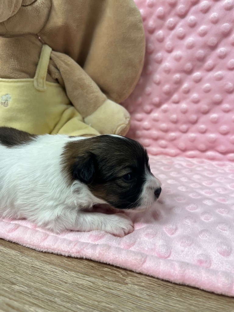De L'Epopée De Kaa - Chiots disponibles - Epagneul nain Continental (Papillon)