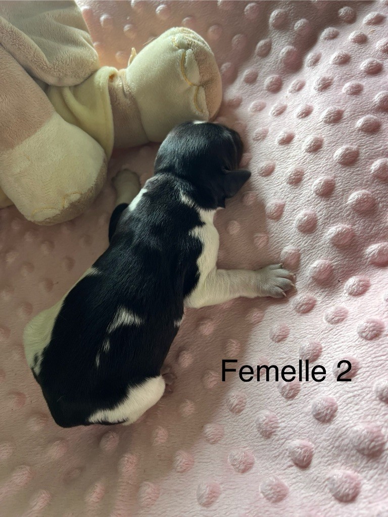 De L'Epopée De Kaa - Chiots disponibles - Epagneul Breton