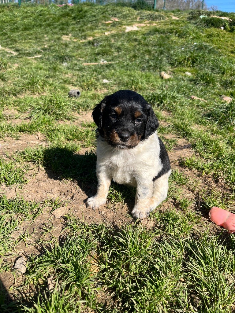 De L'Epopée De Kaa - Chiots disponibles - Epagneul Breton