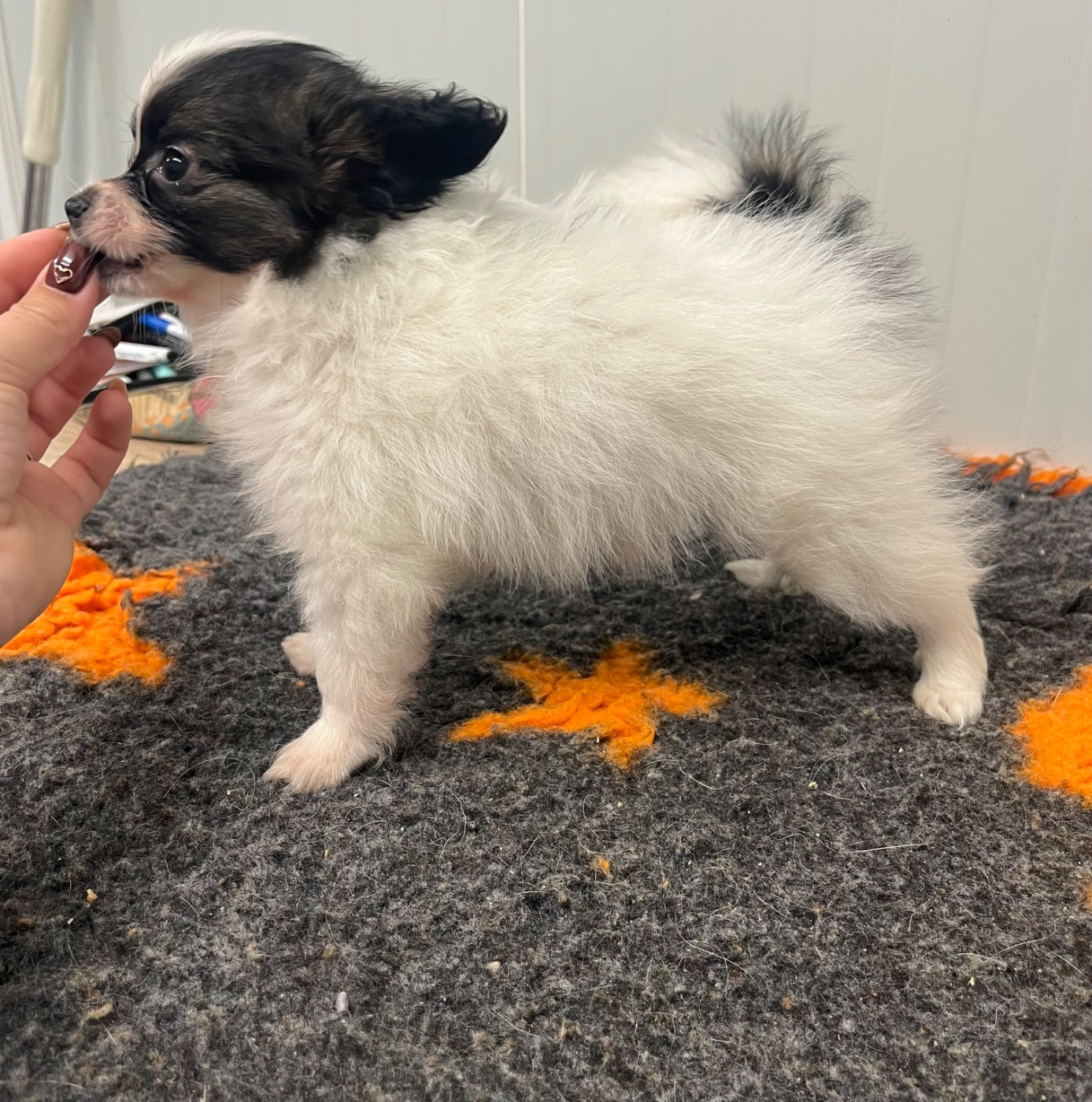 De L'Epopée De Kaa - Chiots disponibles - Epagneul nain Continental (Papillon)