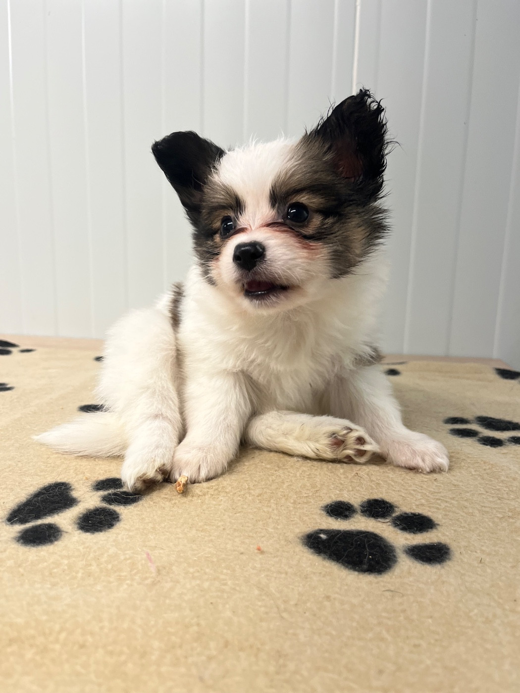 De L'Epopée De Kaa - Chiots disponibles - Epagneul nain Continental (Papillon)