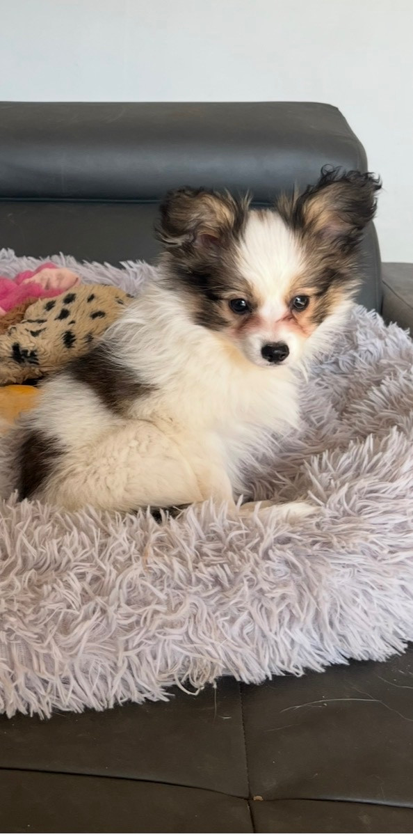 De L'Epopée De Kaa - Chiots disponibles - Epagneul nain Continental (Papillon)