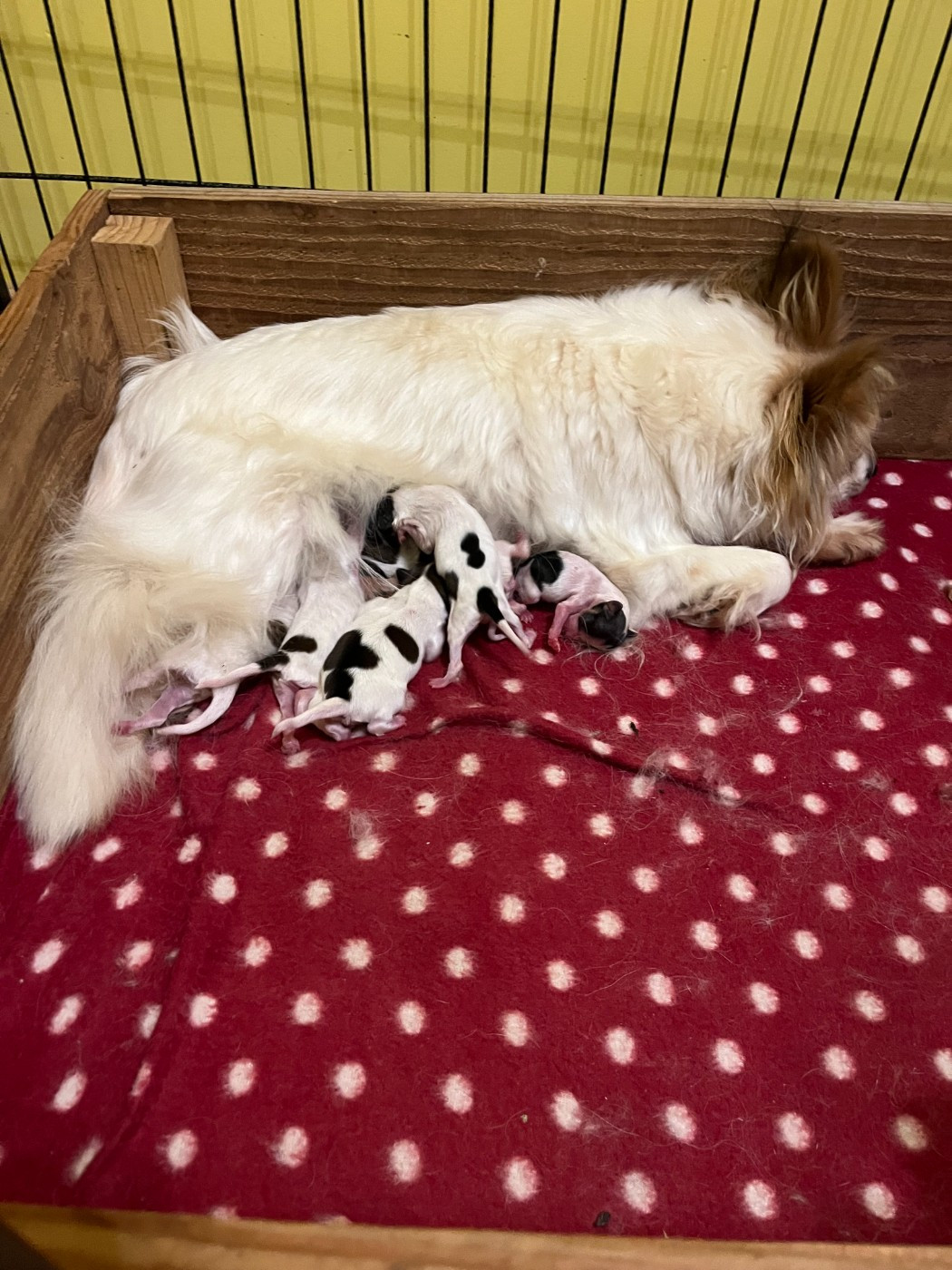 Chiot Epagneul nain Continental (Papillon) De L'Epopée De Kaa