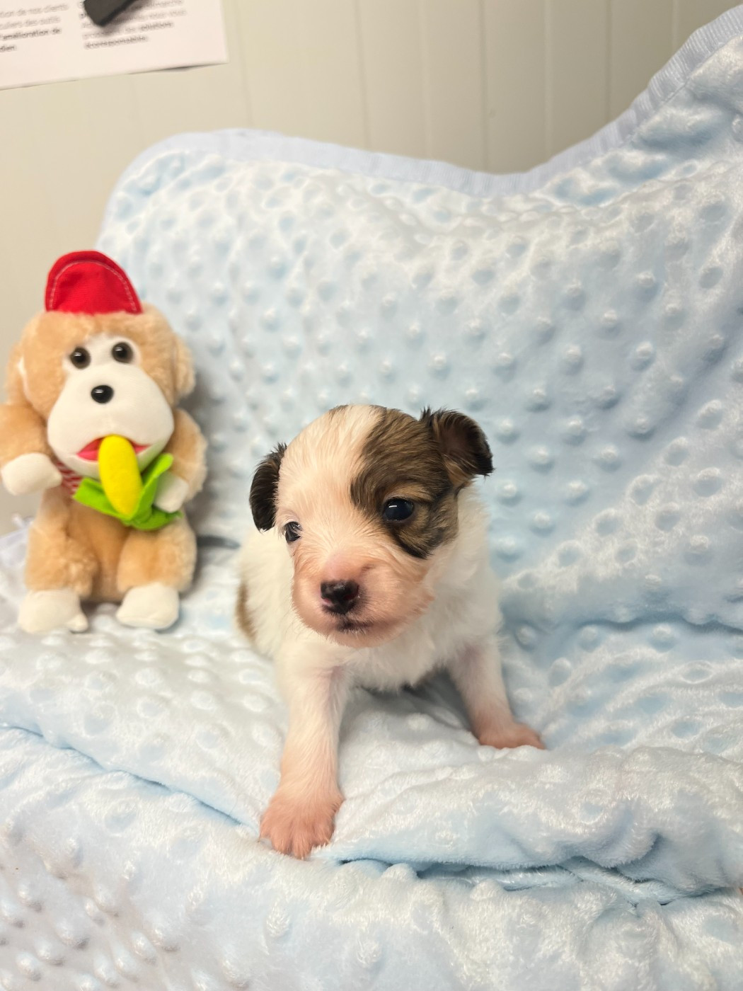 De L'Epopée De Kaa - Chiots disponibles - Epagneul nain Continental (Papillon)