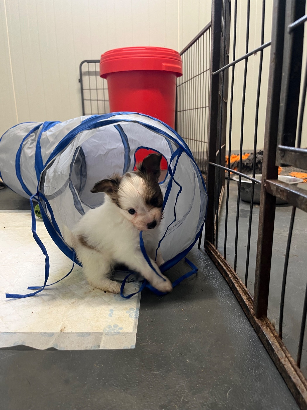 De L'Epopée De Kaa - Chiots disponibles - Epagneul nain Continental (Papillon)