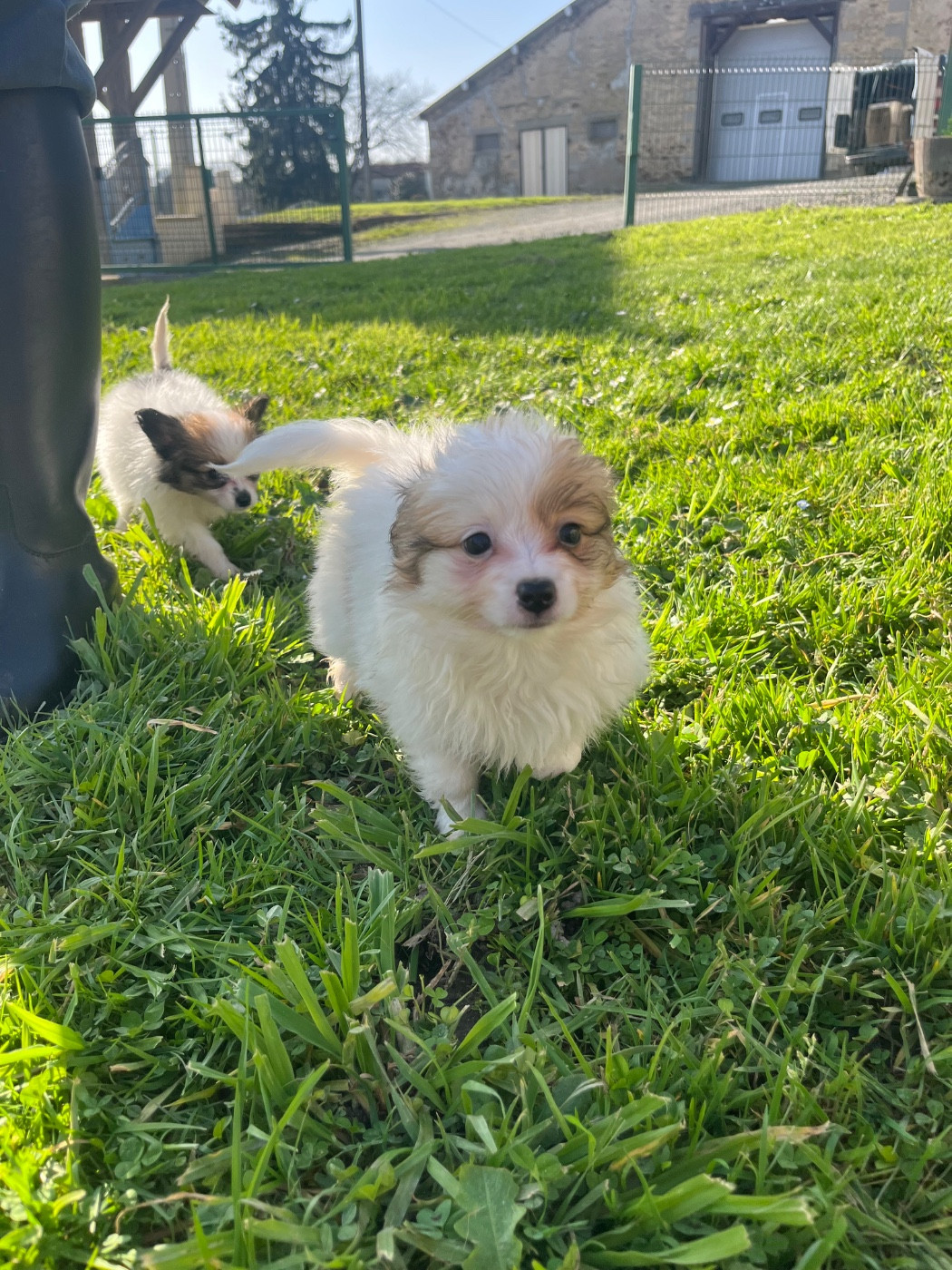 De L'Epopée De Kaa - Chiots disponibles - Epagneul nain Continental (Papillon)