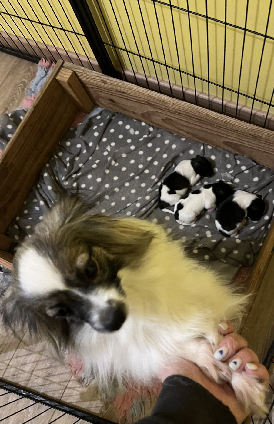 Chiot Epagneul nain Continental (Papillon) De L'Epopée De Kaa