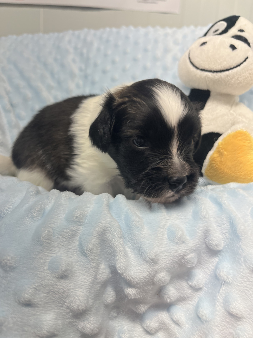 De L'Epopée De Kaa - Chiots disponibles - Epagneul nain Continental (Papillon)