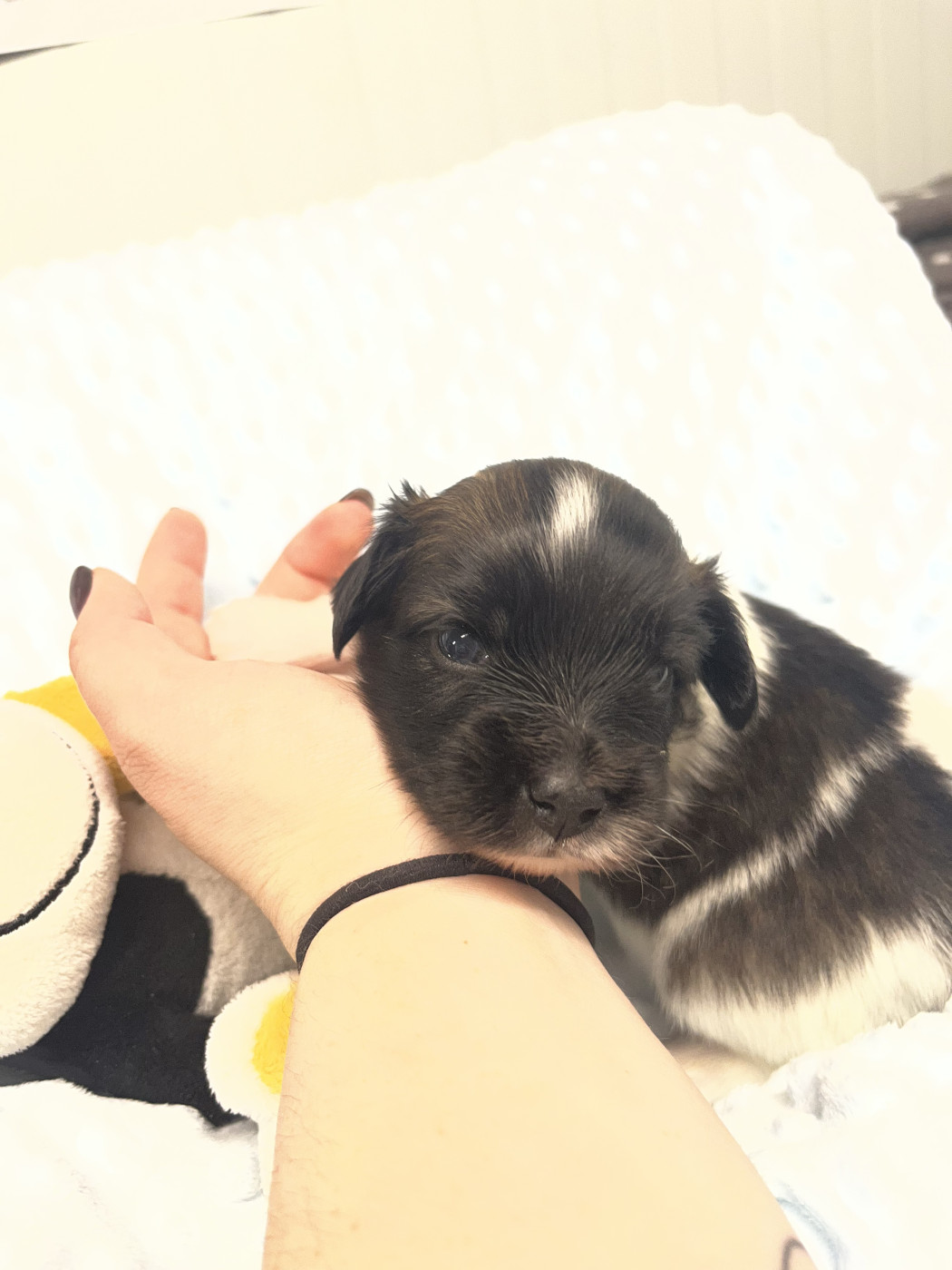 De L'Epopée De Kaa - Chiots disponibles - Epagneul nain Continental (Papillon)