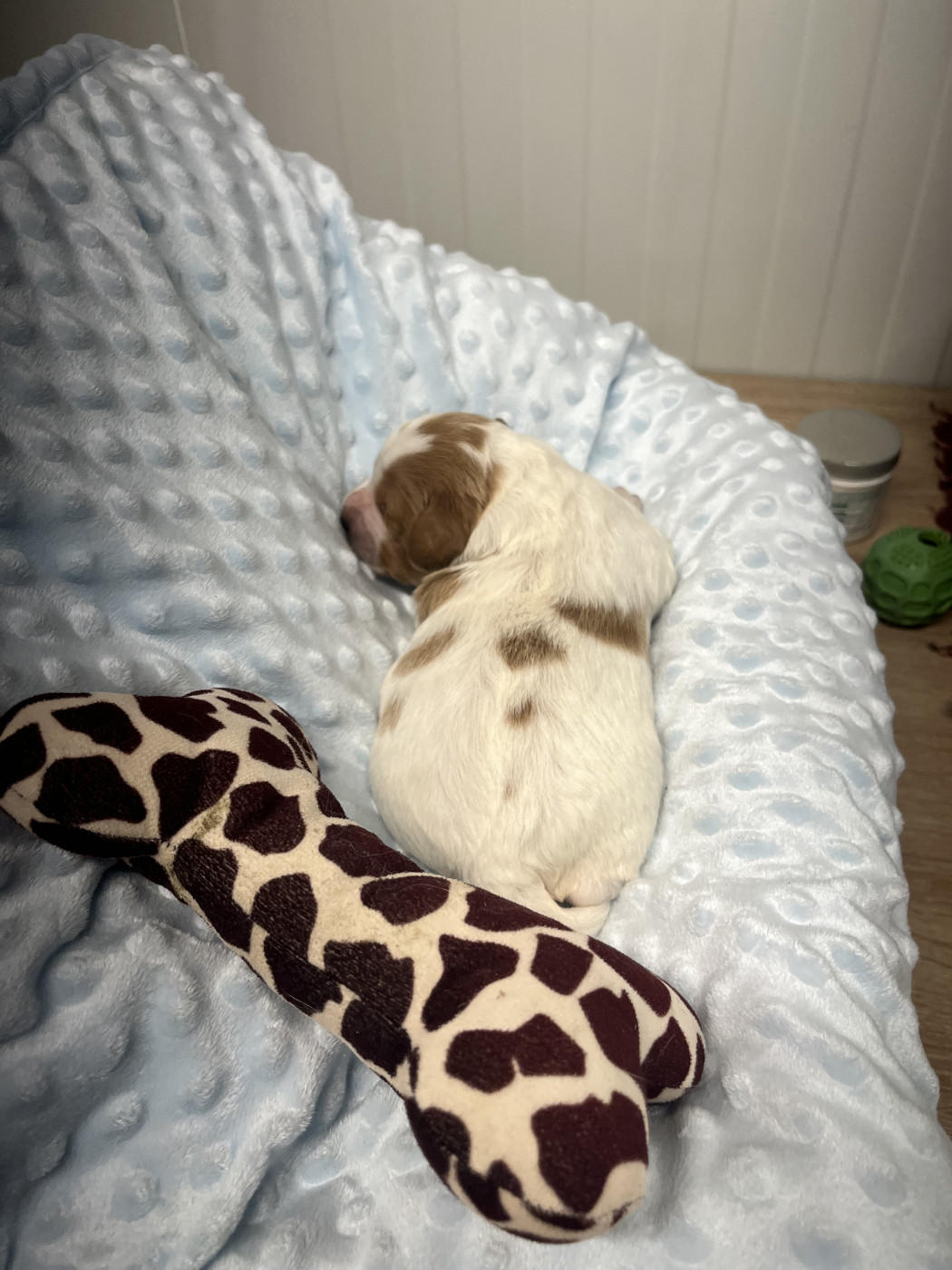 De L'Epopée De Kaa - Chiots disponibles - Epagneul Breton