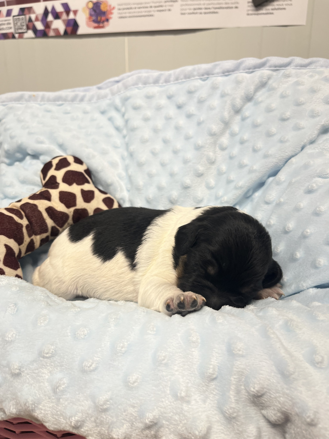 De L'Epopée De Kaa - Chiots disponibles - Epagneul Breton