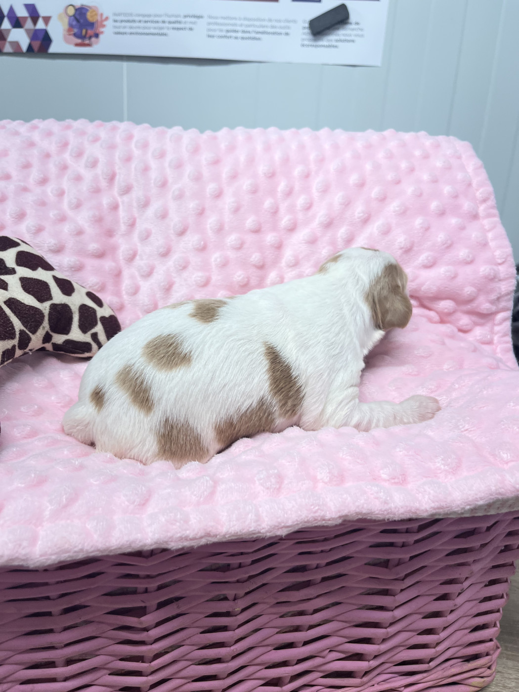 De L'Epopée De Kaa - Chiots disponibles - Epagneul Breton