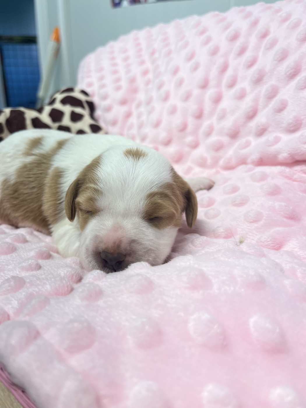 De L'Epopée De Kaa - Chiots disponibles - Epagneul Breton