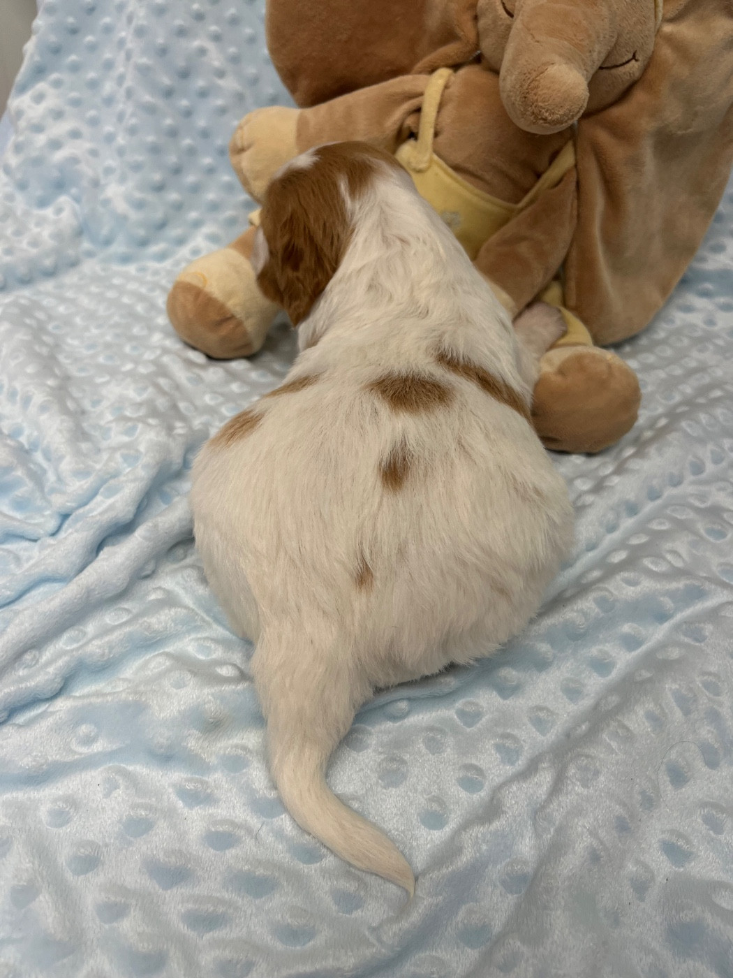 De L'Epopée De Kaa - Chiots disponibles - Epagneul Breton