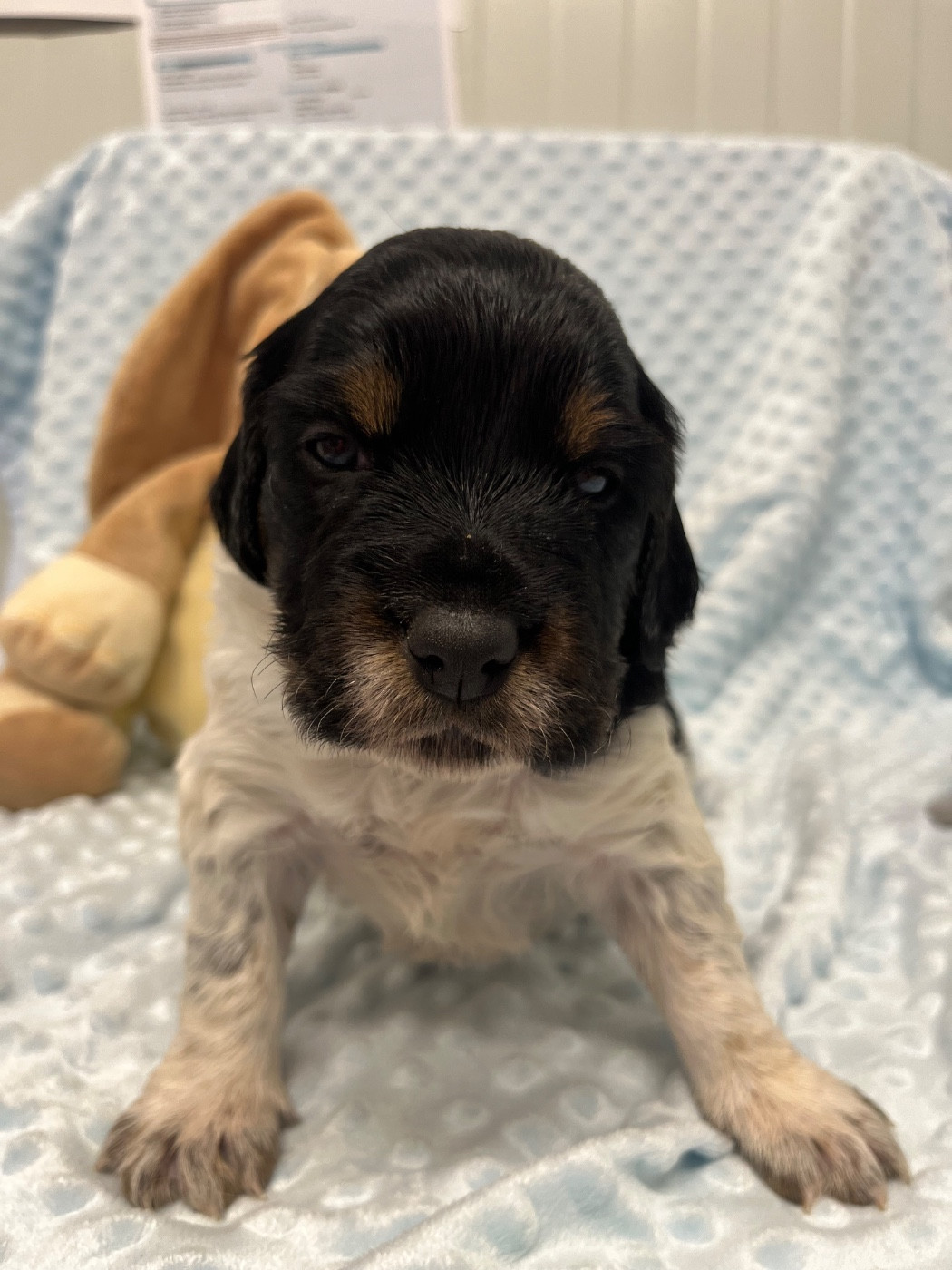 De L'Epopée De Kaa - Chiots disponibles - Epagneul Breton