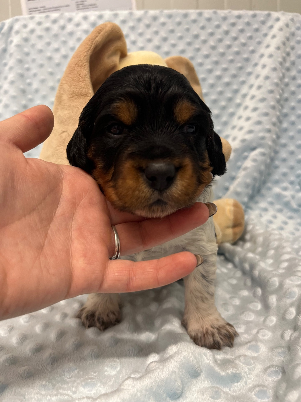 De L'Epopée De Kaa - Chiots disponibles - Epagneul Breton