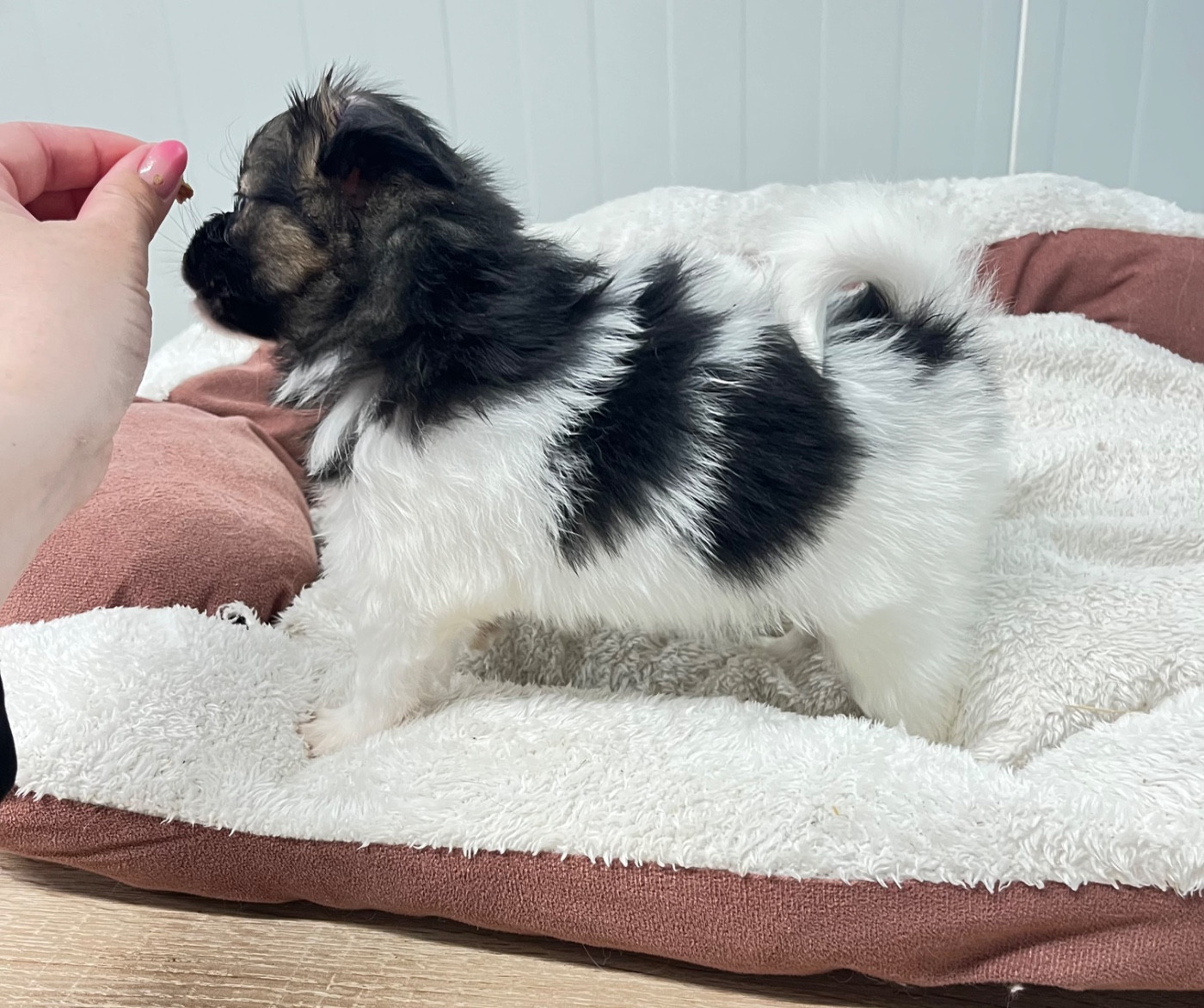 De L'Epopée De Kaa - Chiots disponibles - Epagneul nain Continental (Papillon)