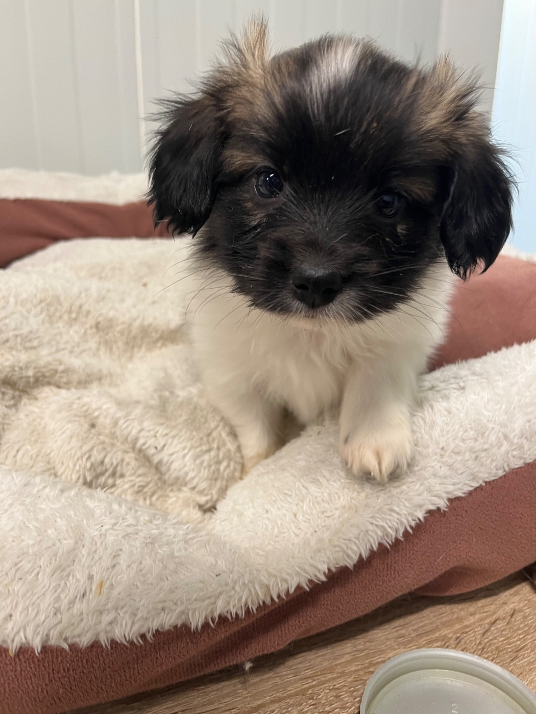 De L'Epopée De Kaa - Chiots disponibles - Epagneul nain Continental (Papillon)