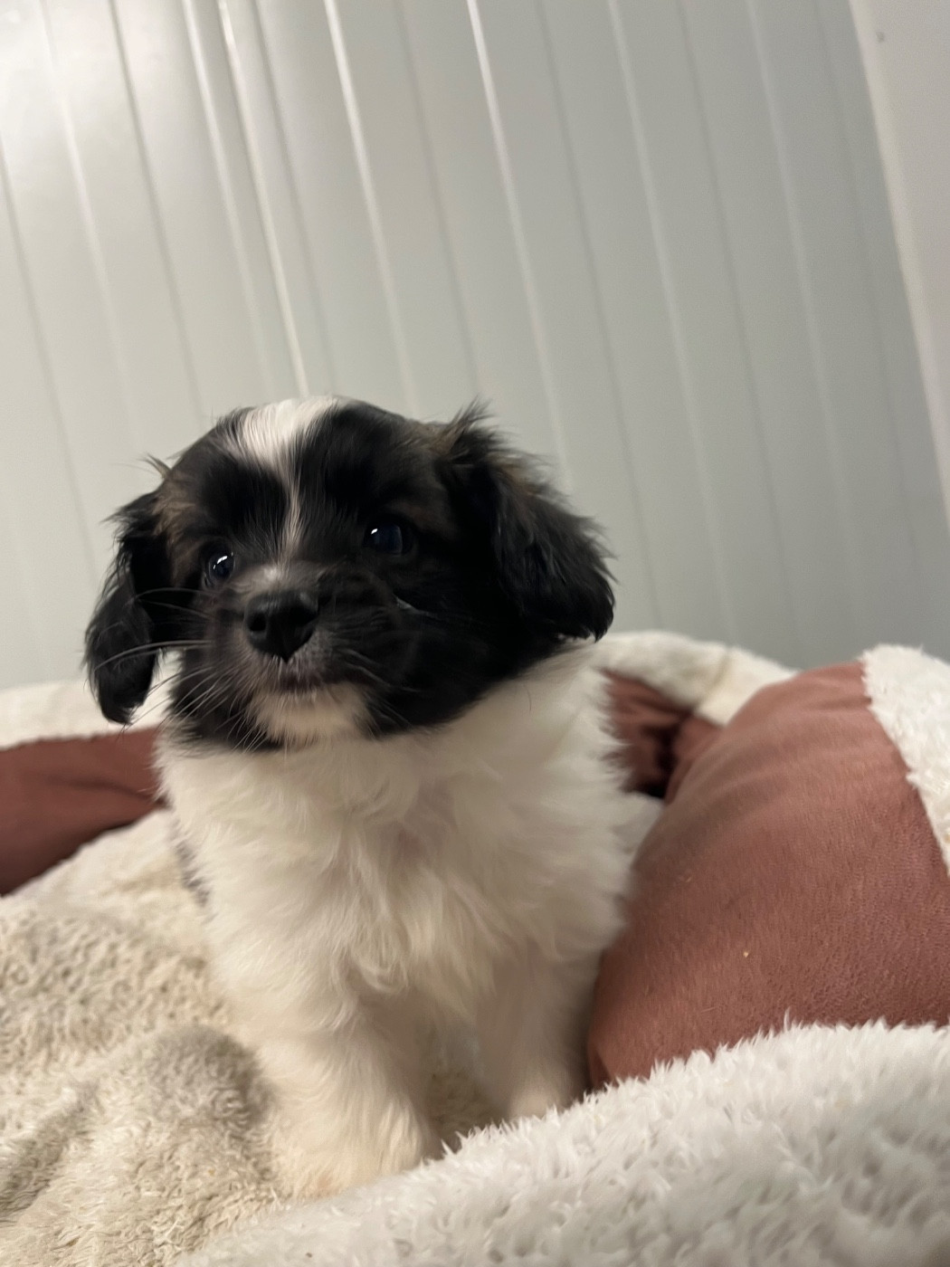 De L'Epopée De Kaa - Chiots disponibles - Epagneul nain Continental (Papillon)