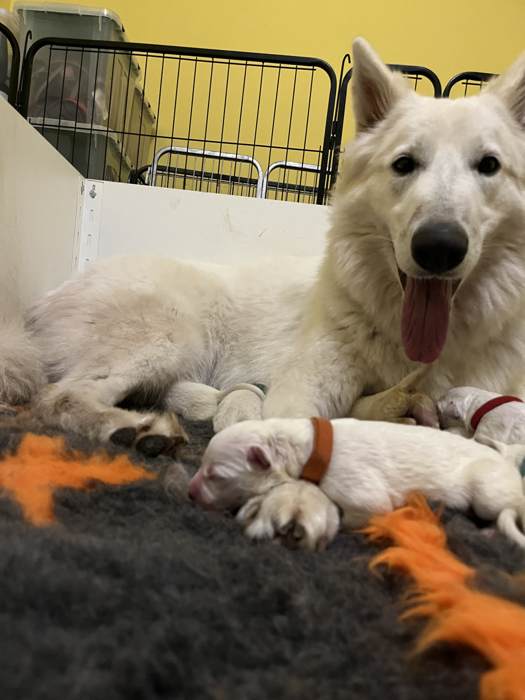 Chiot Berger Blanc Suisse De L'Epopée De Kaa