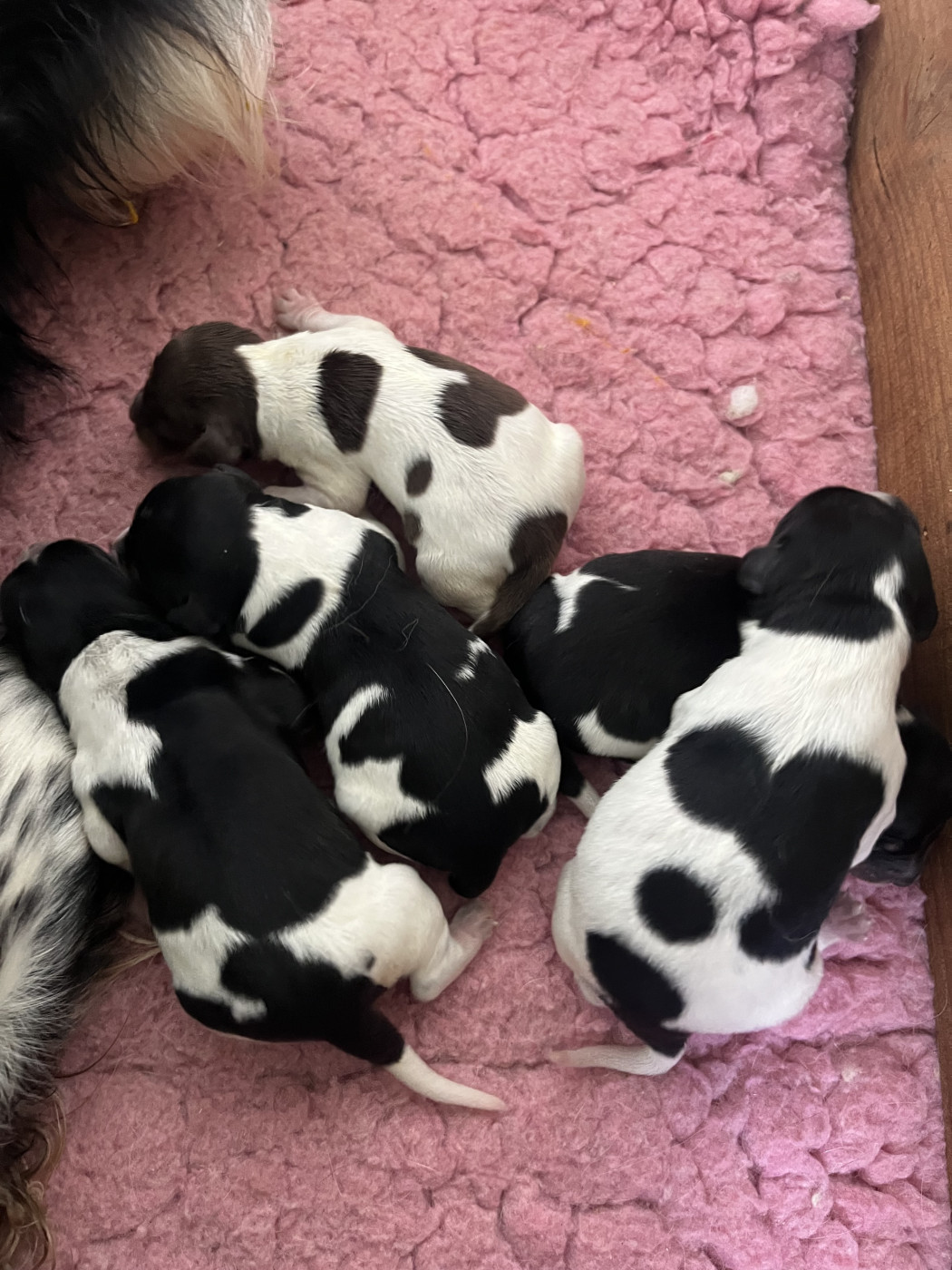 De L'Epopée De Kaa - Chiots disponibles - Epagneul Breton