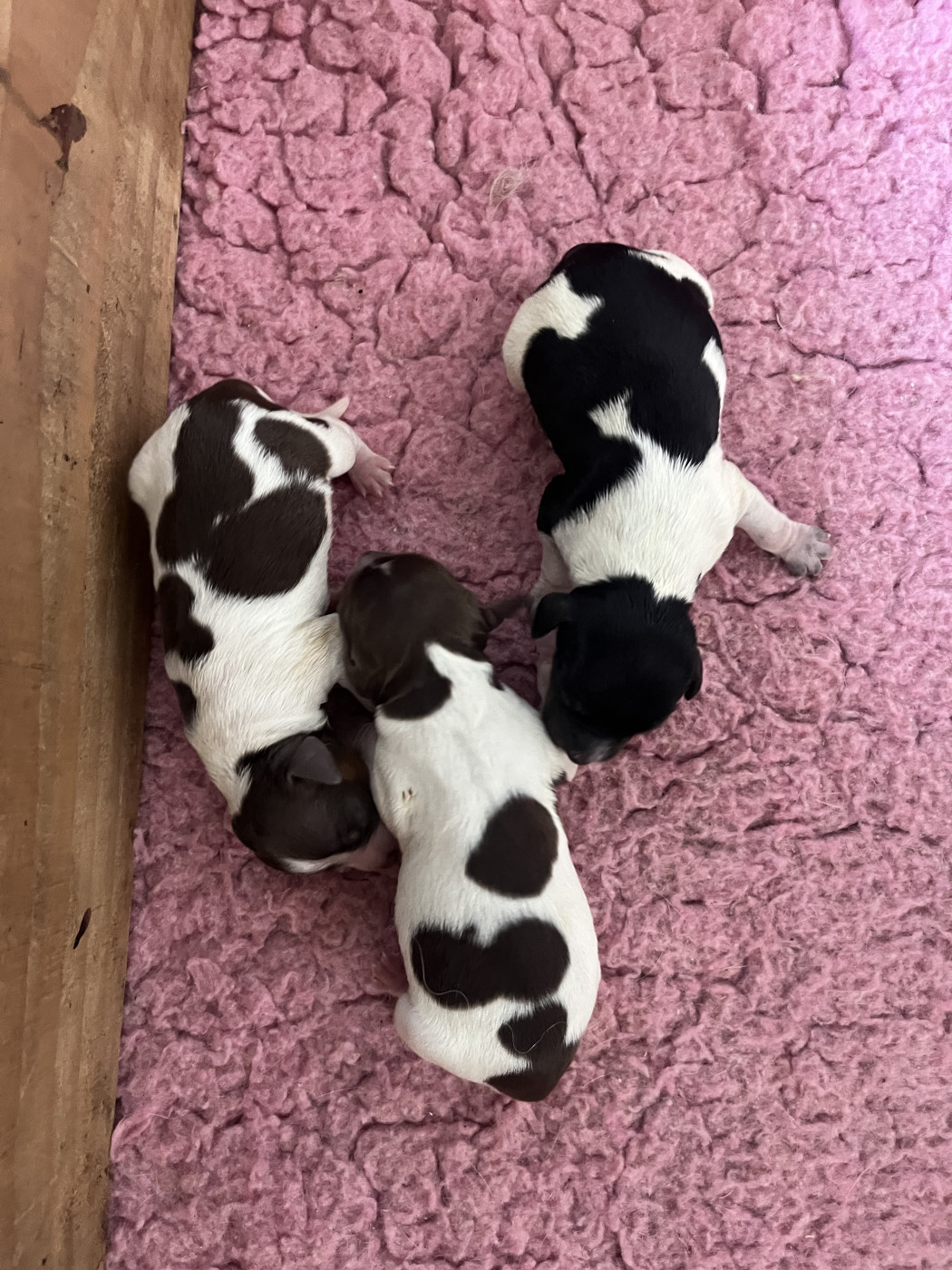 De L'Epopée De Kaa - Chiots disponibles - Epagneul Breton