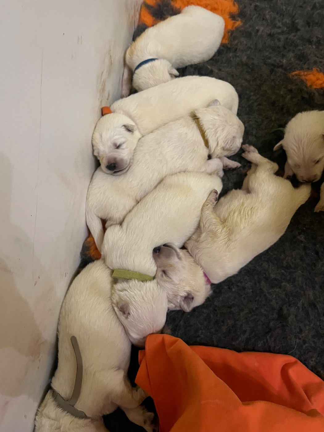 De L'Epopée De Kaa - Chiots disponibles - Berger Blanc Suisse