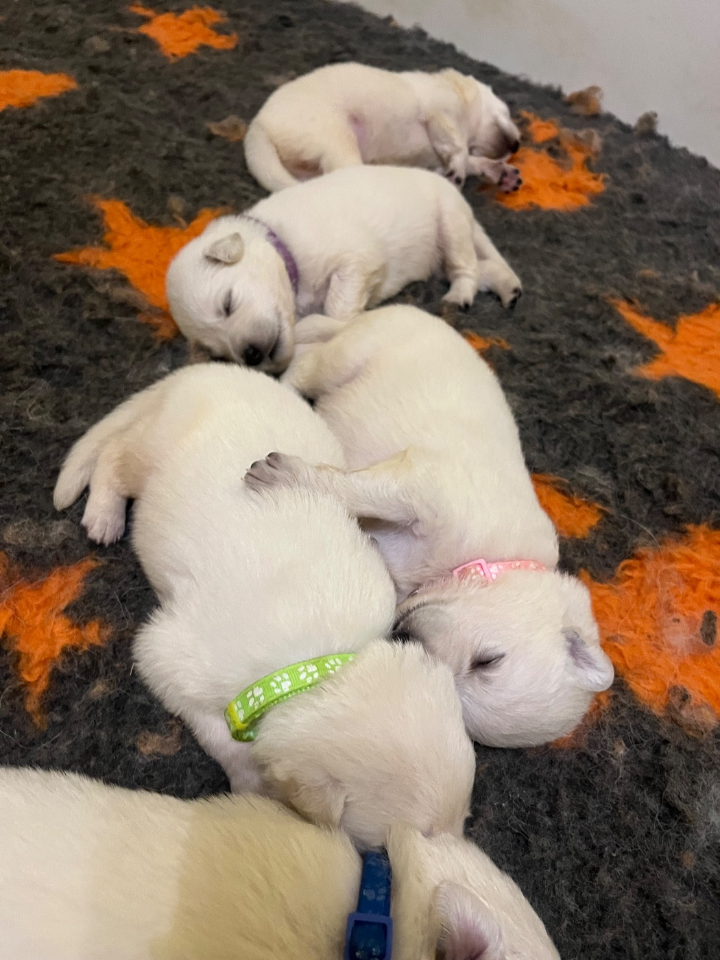 De L'Epopée De Kaa - Chiots disponibles - Berger Blanc Suisse