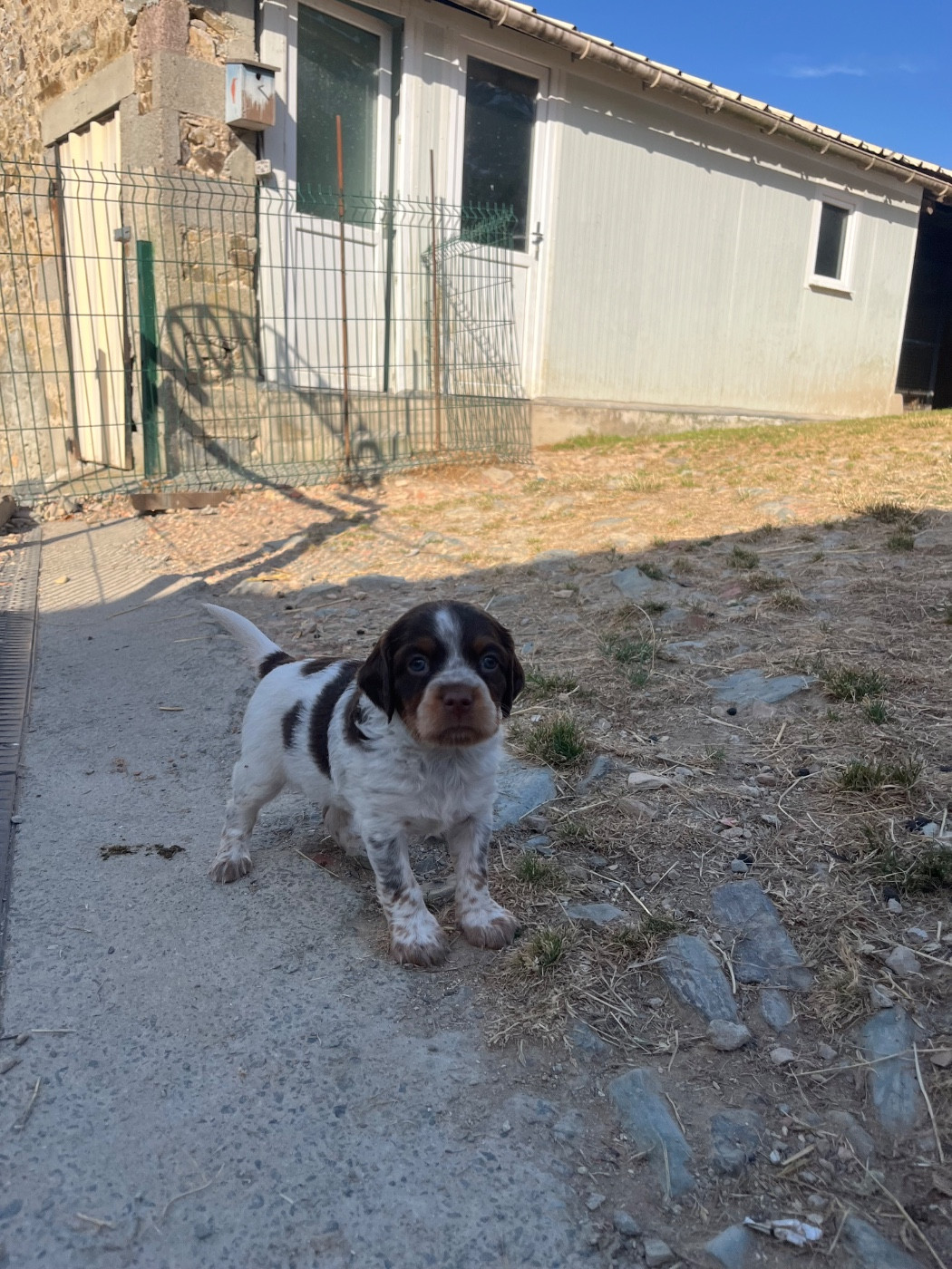 De L'Epopée De Kaa - Chiots disponibles - Epagneul Breton