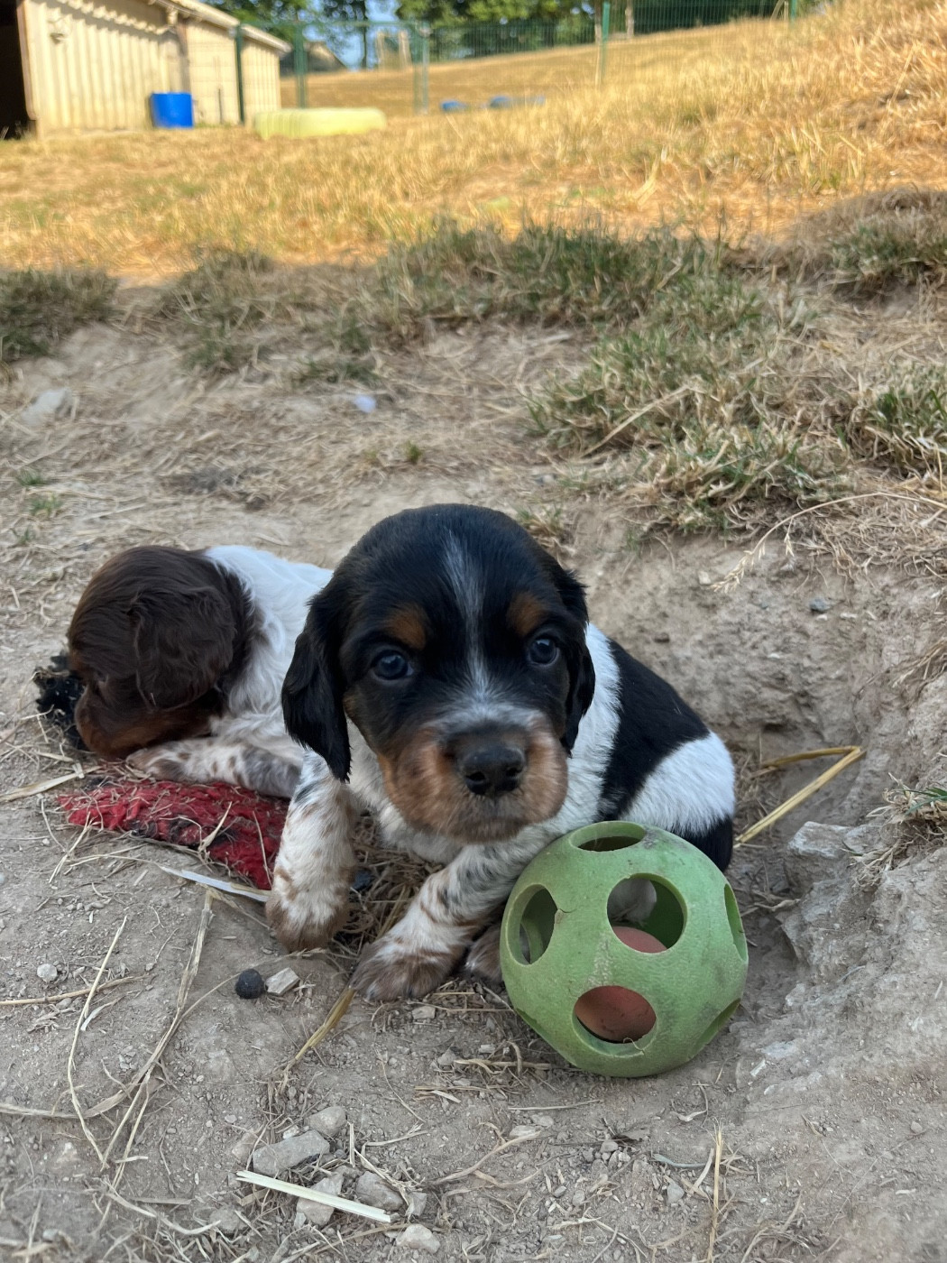 De L'Epopée De Kaa - Chiots disponibles - Epagneul Breton