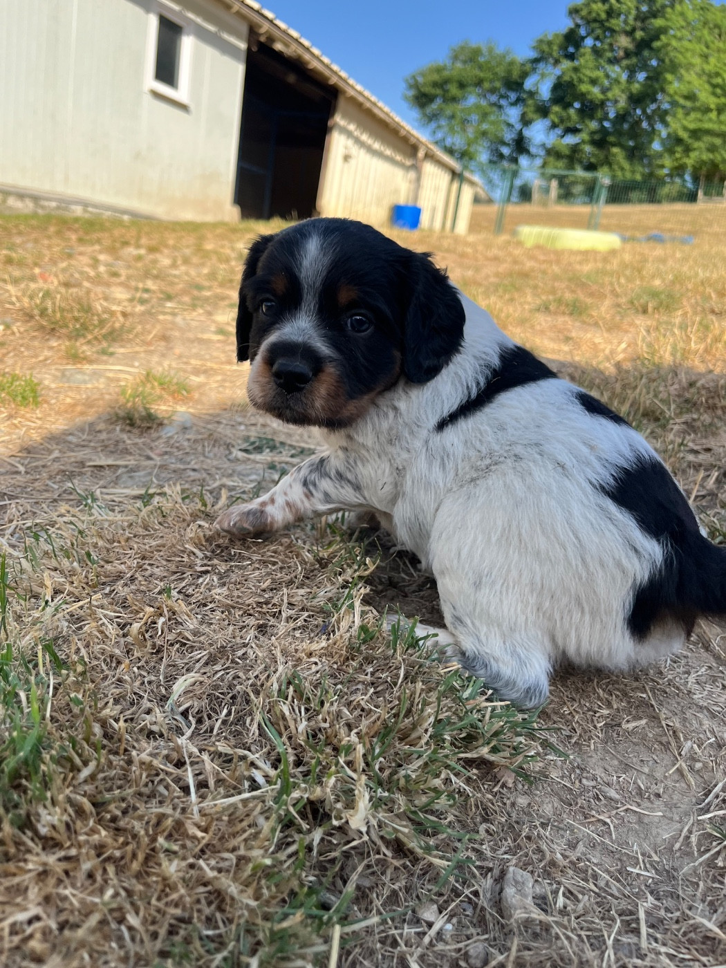 De L'Epopée De Kaa - Chiots disponibles - Epagneul Breton