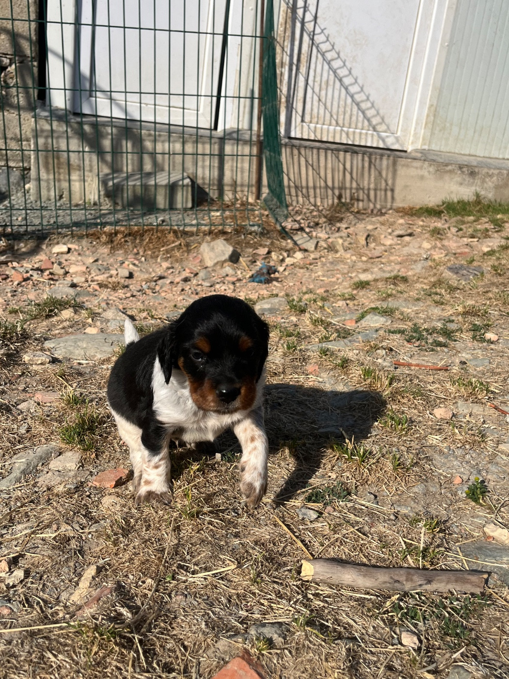 De L'Epopée De Kaa - Chiots disponibles - Epagneul Breton