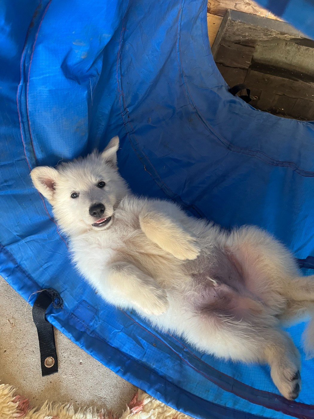 De L'Epopée De Kaa - Chiots disponibles - Berger Blanc Suisse
