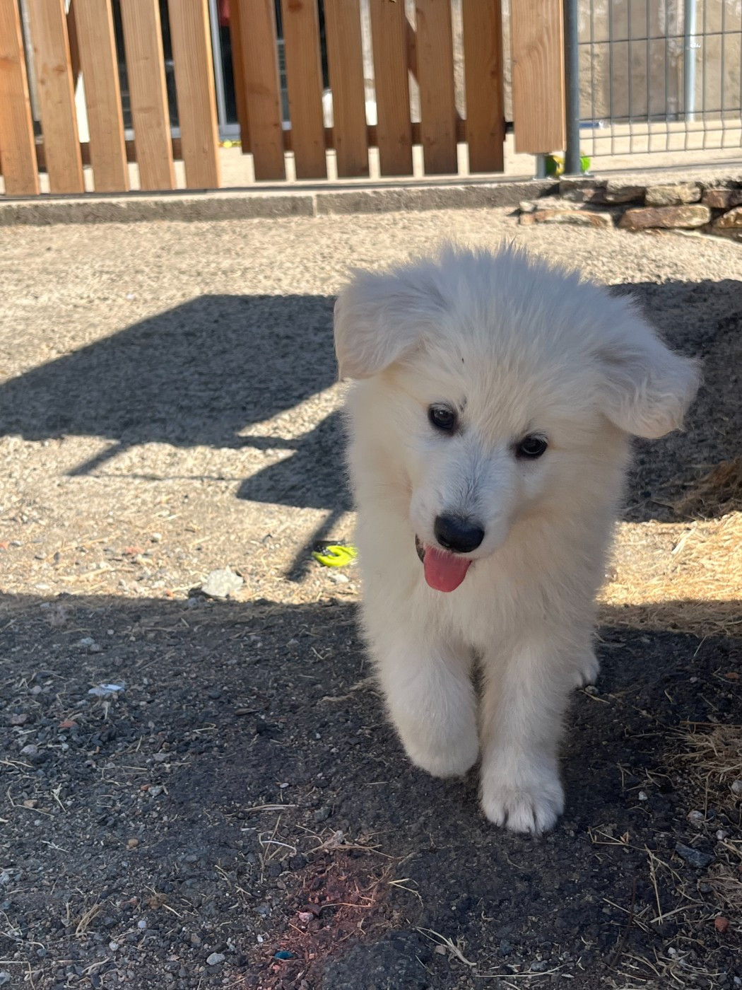 De L'Epopée De Kaa - Chiots disponibles - Berger Blanc Suisse