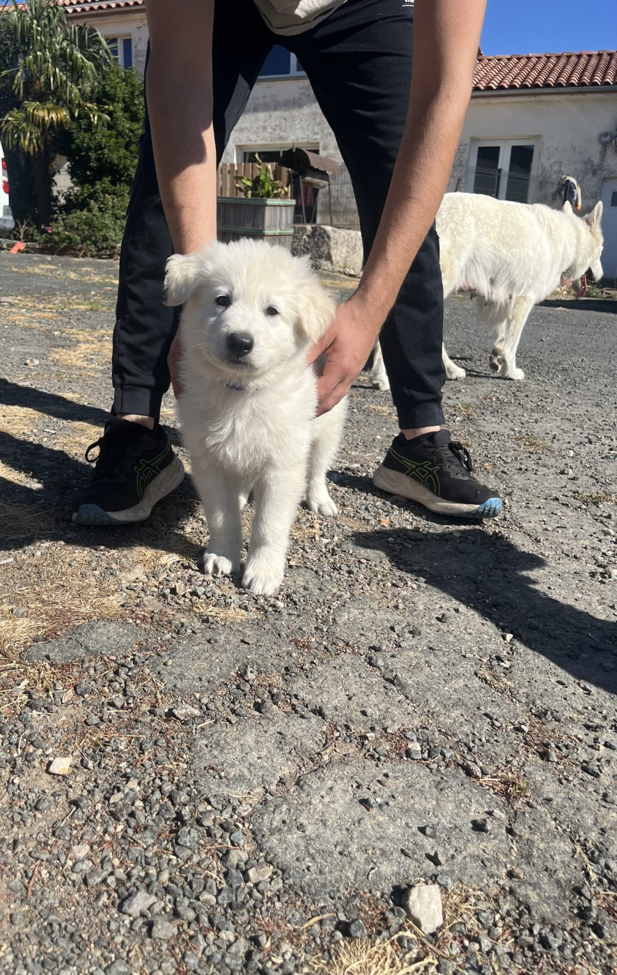 De L'Epopée De Kaa - Chiots disponibles - Berger Blanc Suisse
