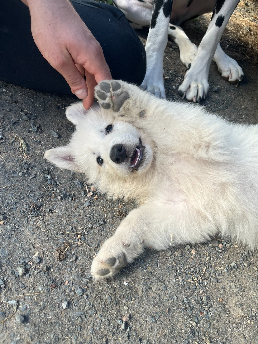 De L'Epopée De Kaa - Chiots disponibles - Berger Blanc Suisse