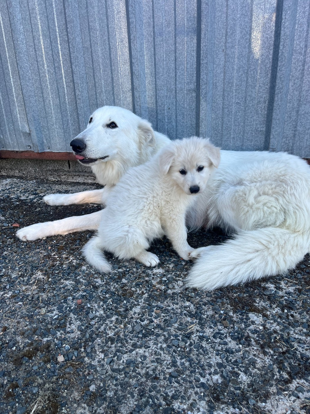 De L'Epopée De Kaa - Chiots disponibles - Berger Blanc Suisse