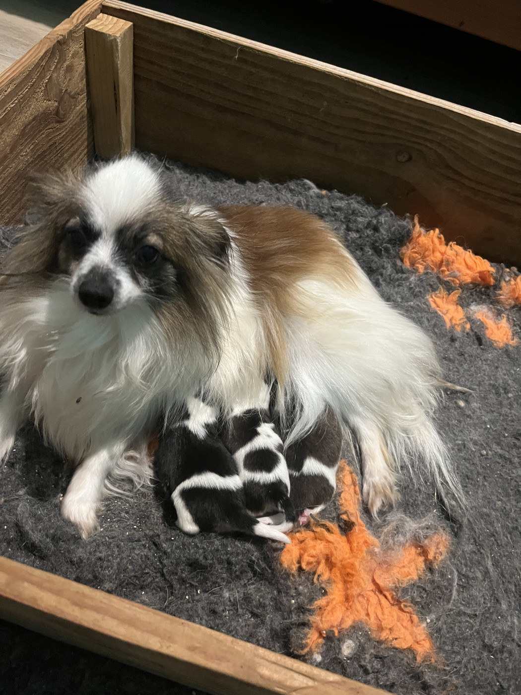 Chiot Epagneul nain Continental (Papillon) De L'Epopée De Kaa