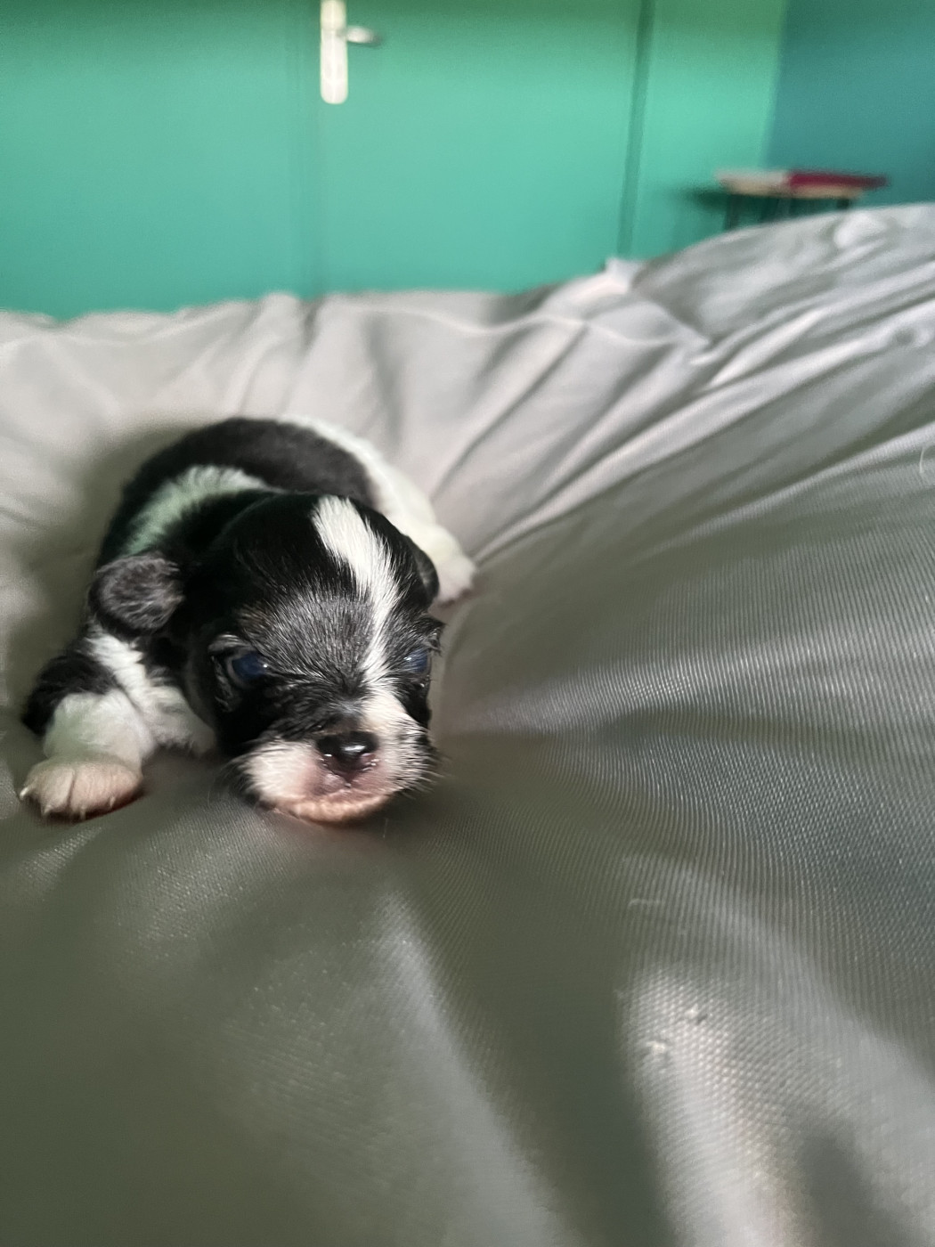 De L'Epopée De Kaa - Chiots disponibles - Epagneul nain Continental (Papillon)
