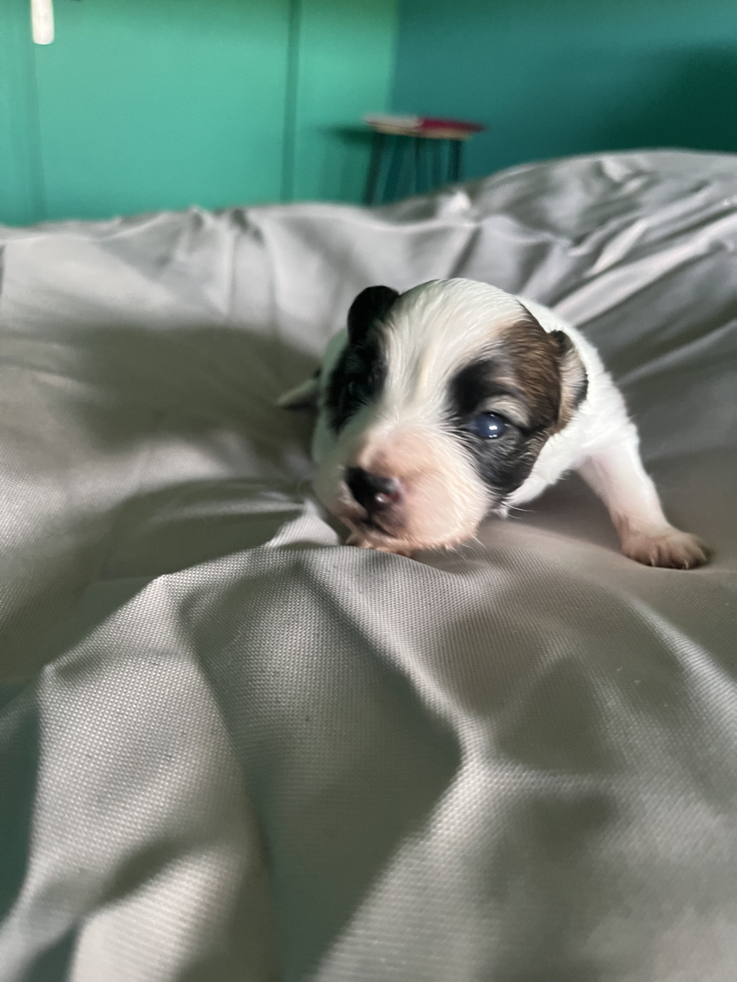De L'Epopée De Kaa - Chiots disponibles - Epagneul nain Continental (Papillon)