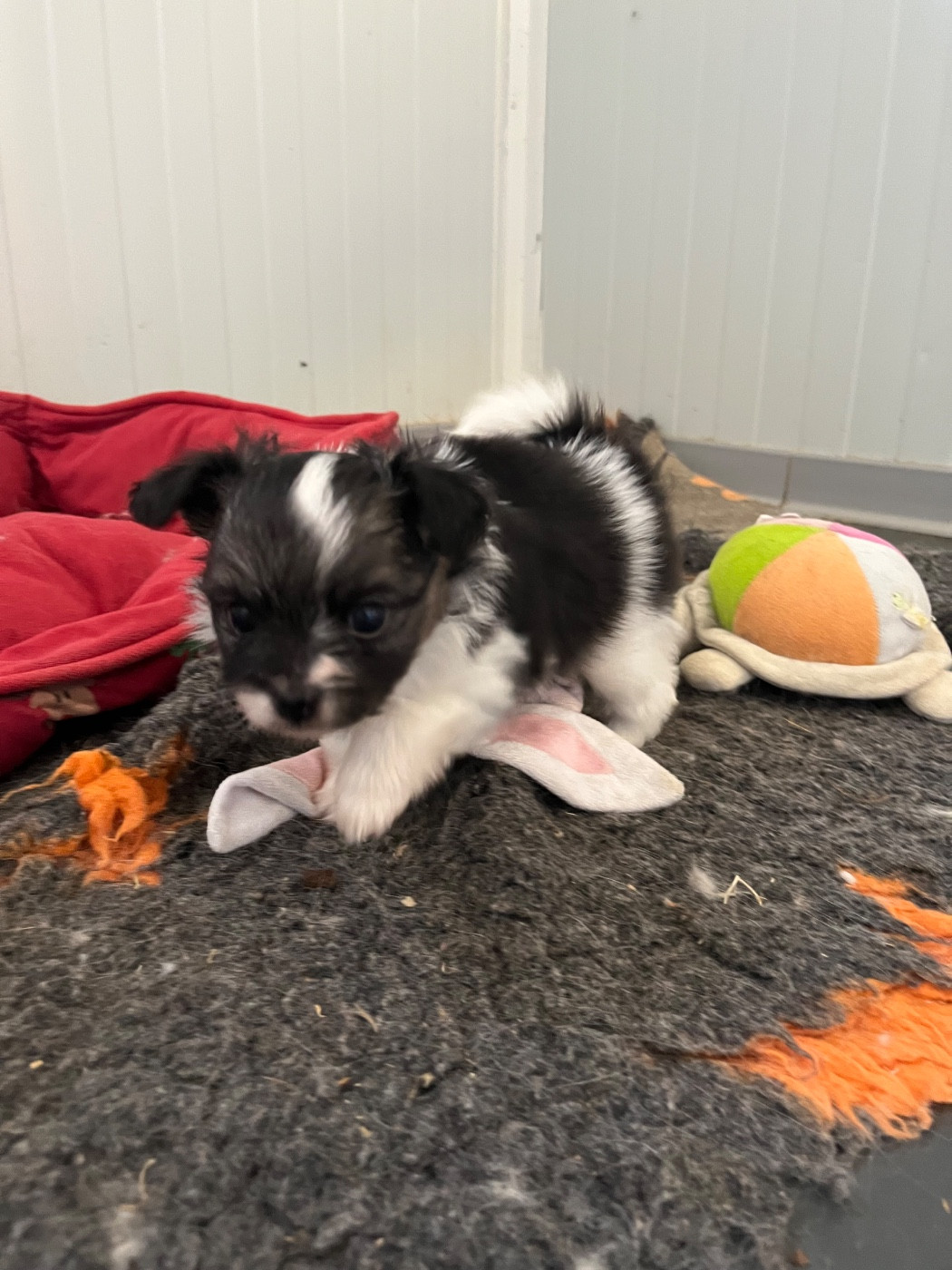 De L'Epopée De Kaa - Chiots disponibles - Epagneul nain Continental (Papillon)