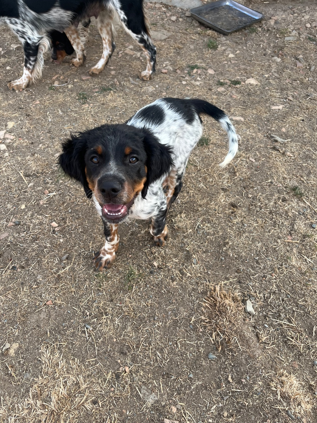 De L'Epopée De Kaa - Chiots disponibles - Epagneul Breton