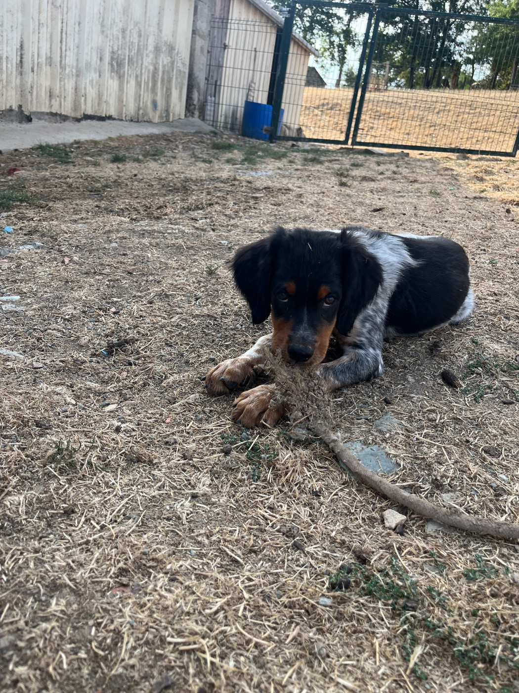 De L'Epopée De Kaa - Chiots disponibles - Epagneul Breton