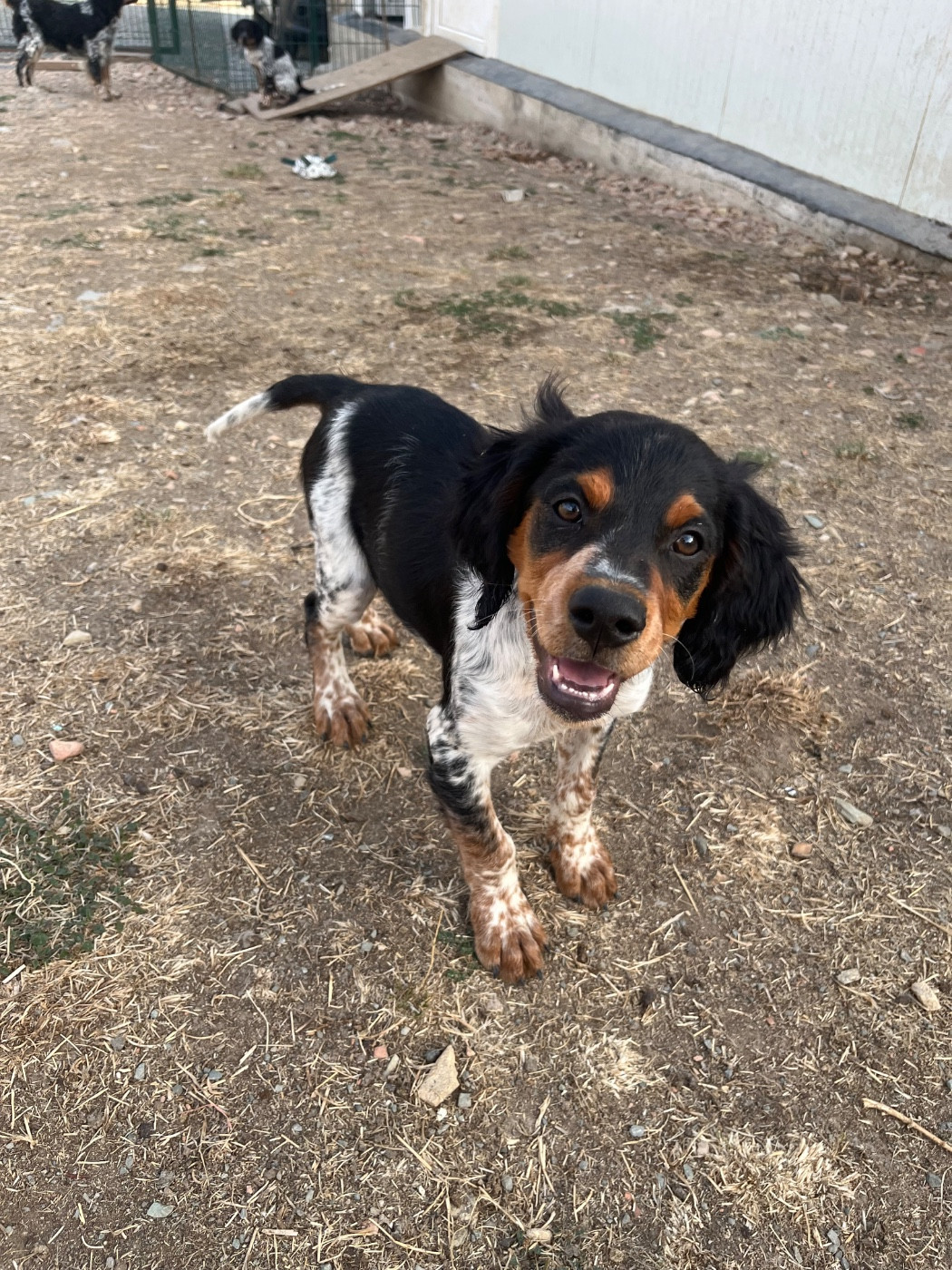 De L'Epopée De Kaa - Chiots disponibles - Epagneul Breton