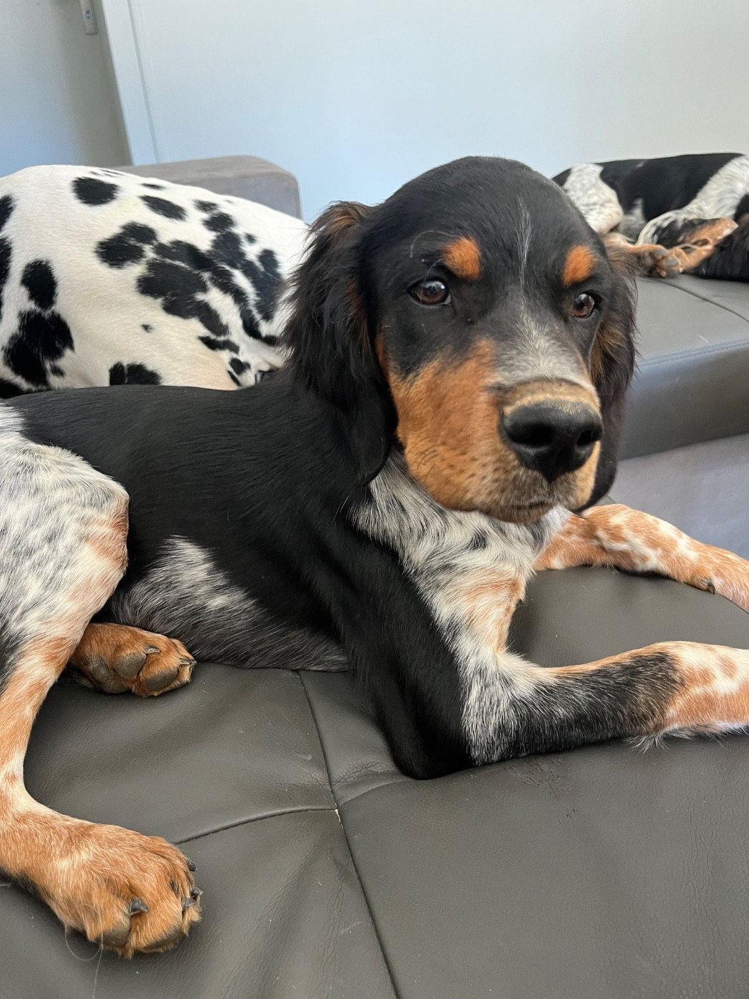 De L'Epopée De Kaa - Chiots disponibles - Epagneul Breton